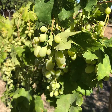 Vila Flora וילה *